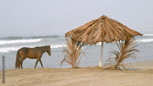 horse and palapa on the beach