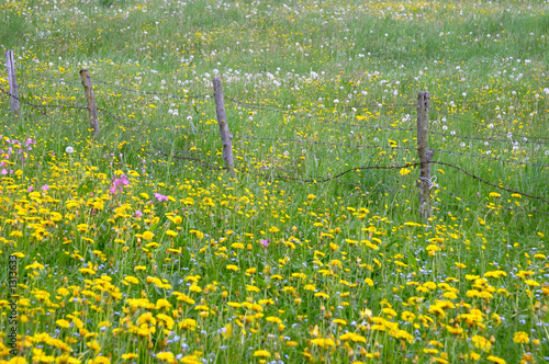 spring meadow