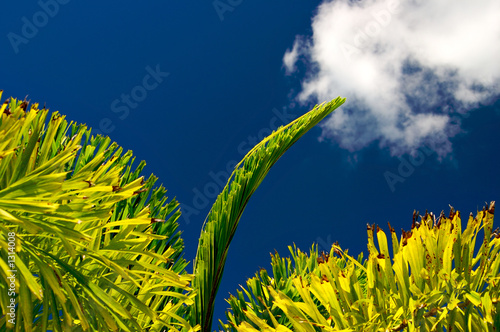 palms and blue sky
