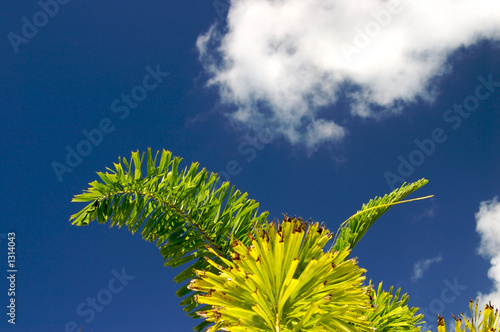 palms and blue sky