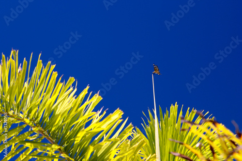 palms and blue sky