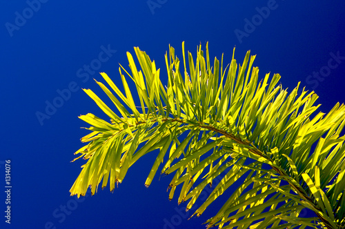 palms and blue sky