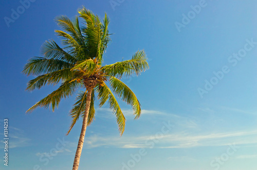 tropical paradise