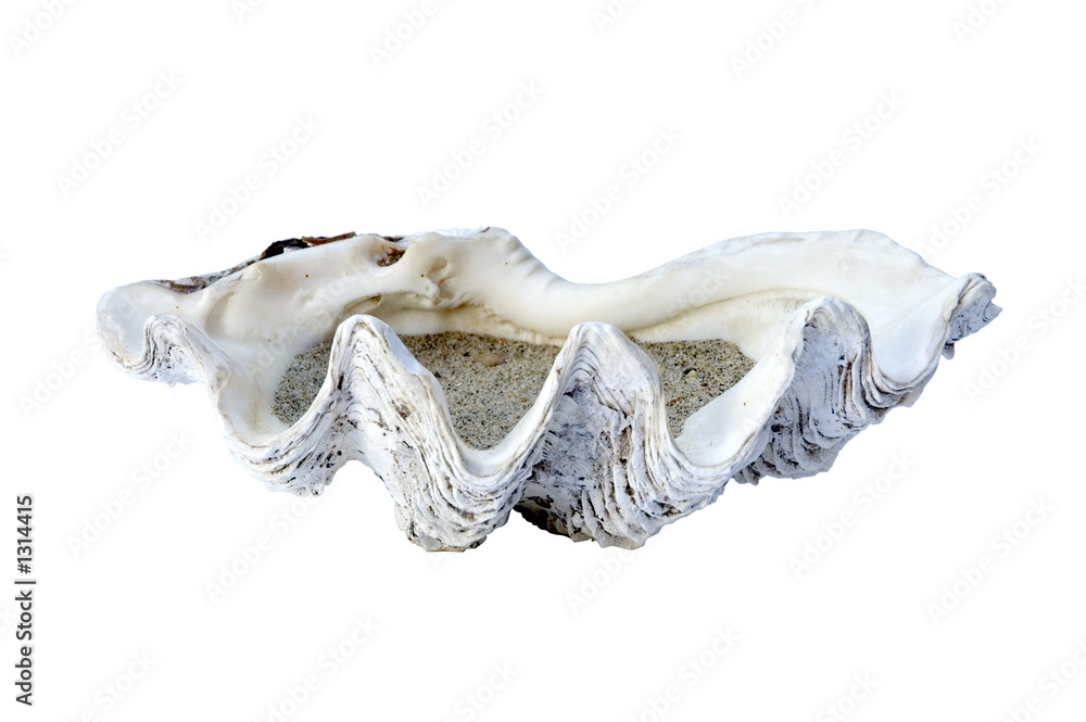 Fototapeta premium coquillage