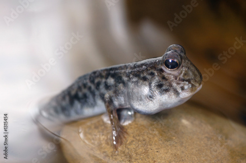mudskipper on rock 1 photo