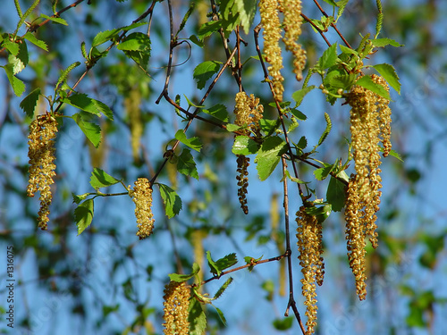 branches of a birch in the spring