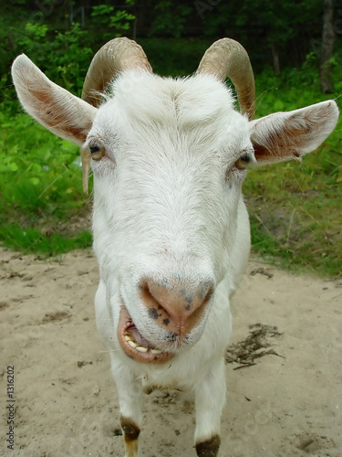 goat