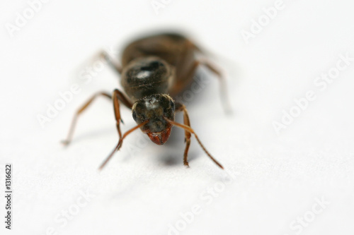 ant © Vladimir Morozov