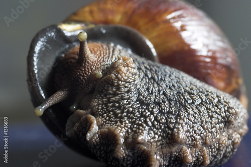 the large snail. photo