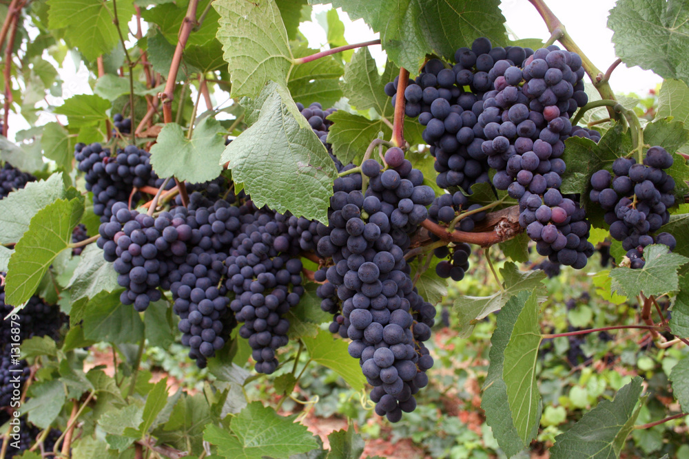 wine grape clusters
