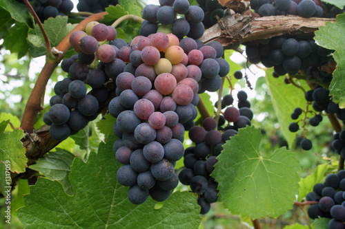 grape clusters