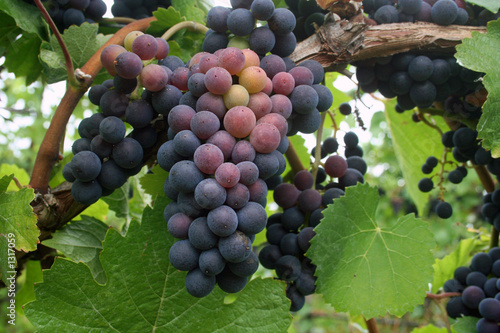 grape clusters