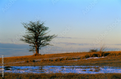 Wallpaper Mural drevo Torontodigital.ca