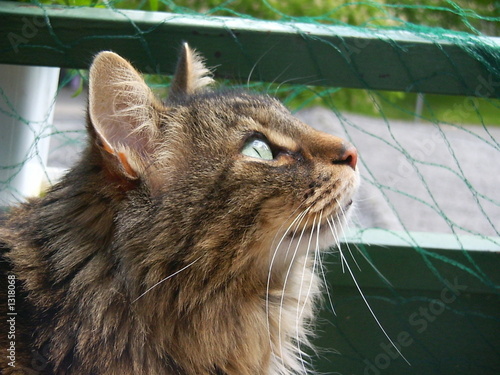 norwegische waldkatze photo