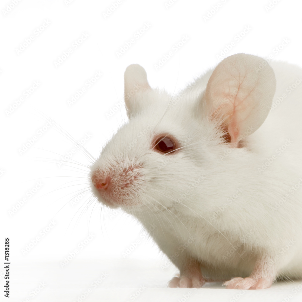 51 Best Souris Blanche Images Stock Photos Vectors Adobe Stock