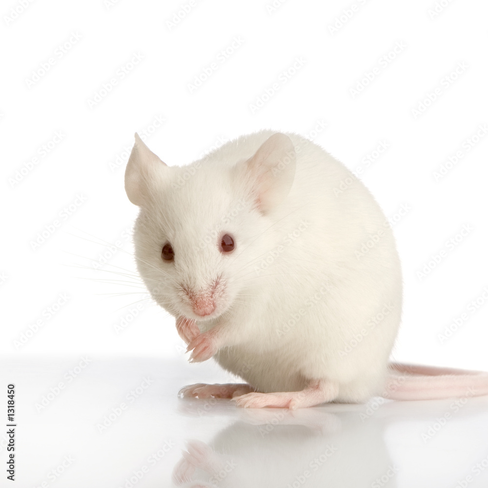 51 Best Souris Blanche Images Stock Photos Vectors Adobe Stock 51 Best Souris Blanche Images Stock Photos Vectors Adobe Stock