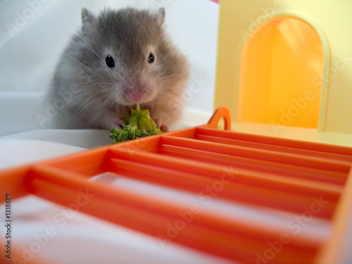 hamster eating brocolli photo