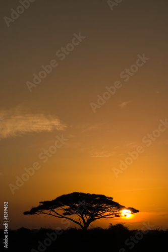 acacia tree at sunrise