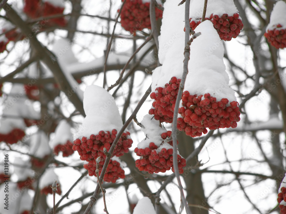 ashberry and snow