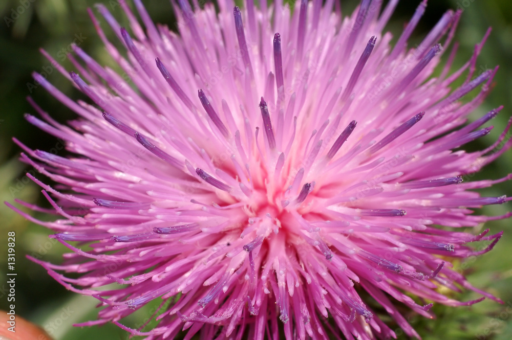 Obraz premium meduse