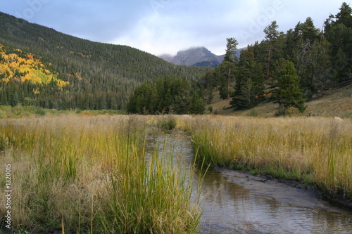 meadow