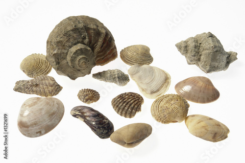 shells-1