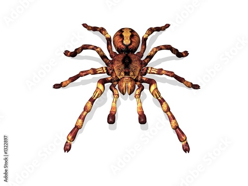 tarantula the spider