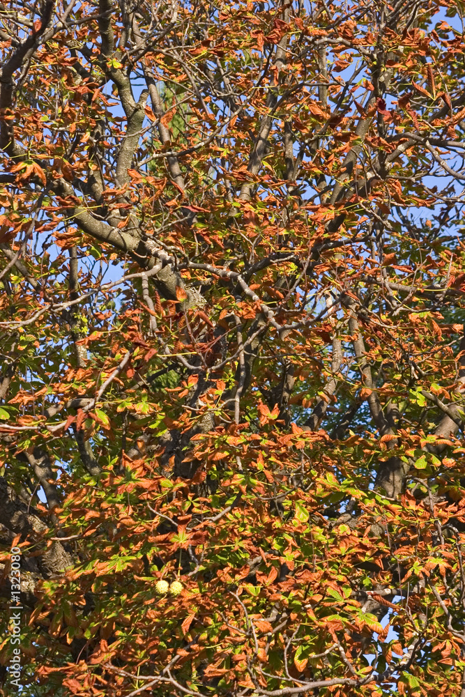 autumn tree