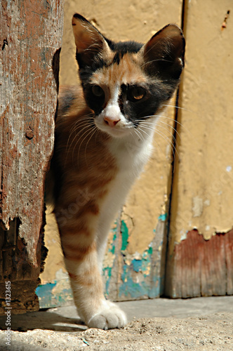 cat and wooden door photo