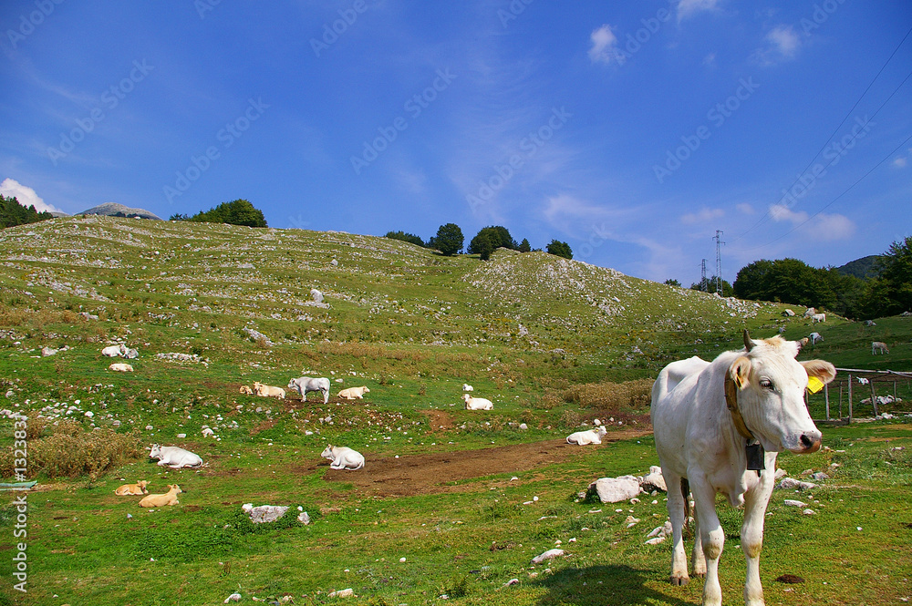 Fototapeta premium pasture