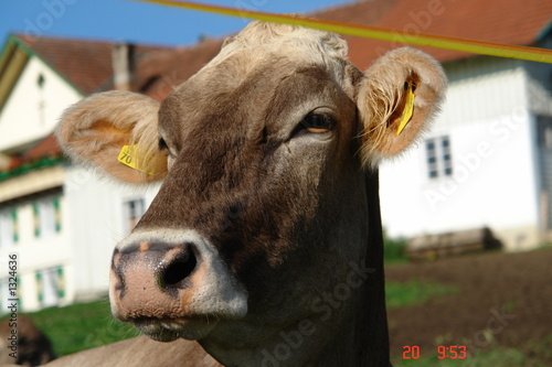 kuh kalb portrait