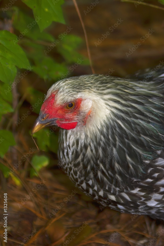 Naklejka premium hen with a pine needle