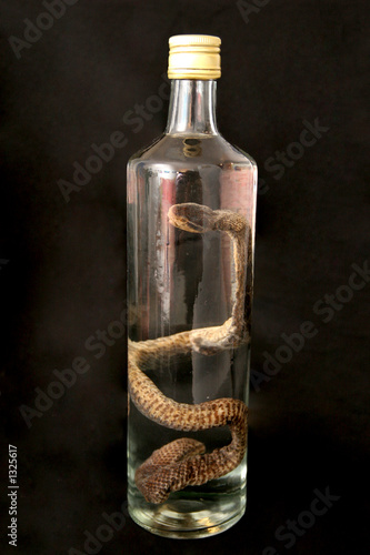 brandy of snake (vipera berus)