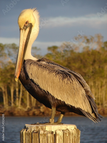 pelican at sunset 2 photo