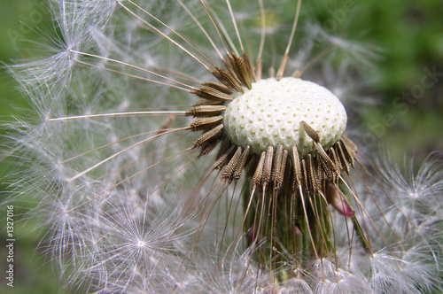 dandelion