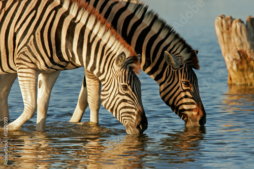 drinking zebras