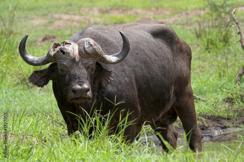 old buffalo bull