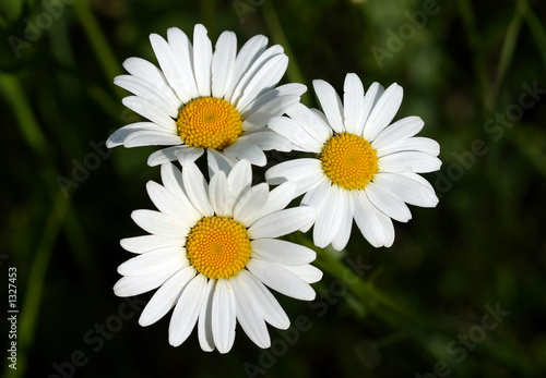 marguerites