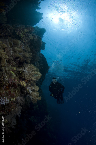 diving in red sea © Fabio Amorim