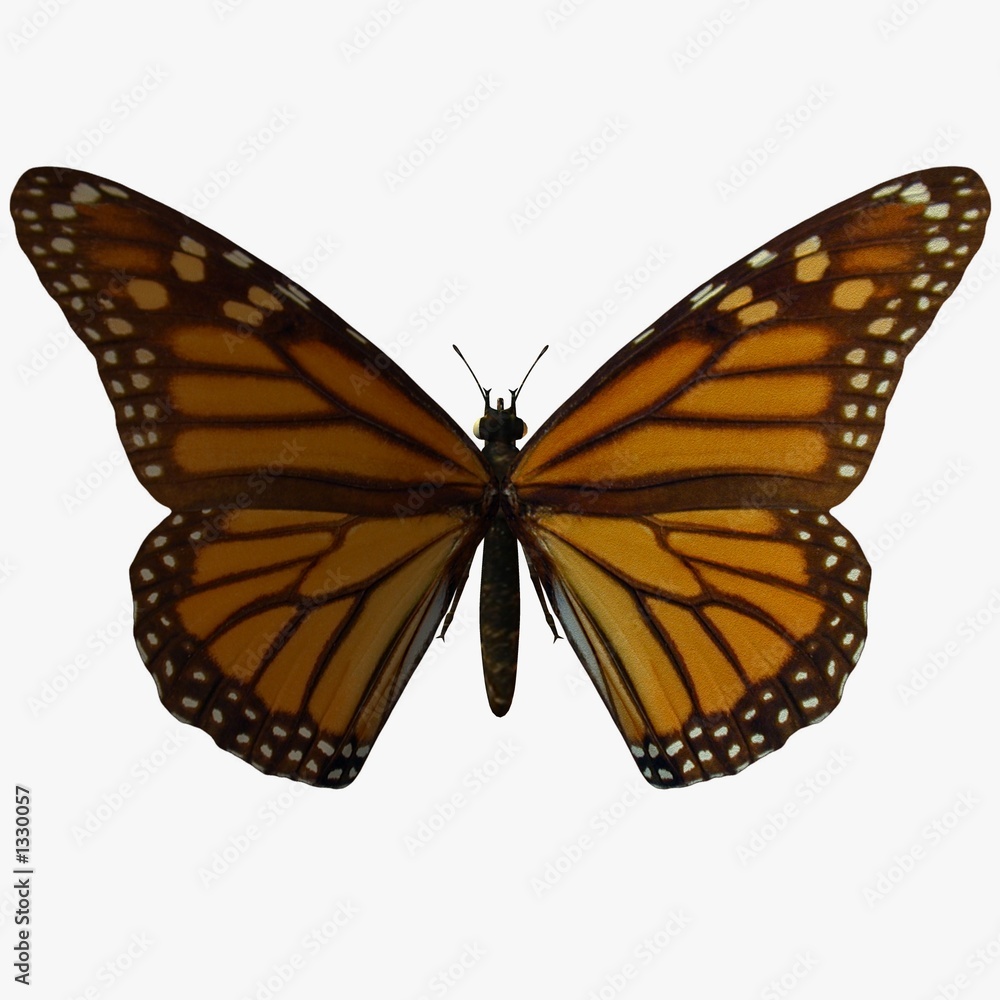 butterfly-monarch butterfly-monarch
