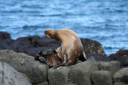 lion de mer des galapagos