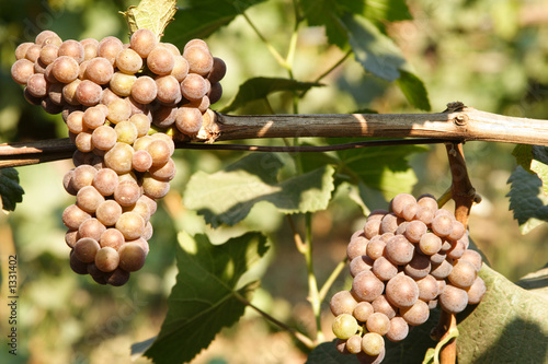 grapes on vine