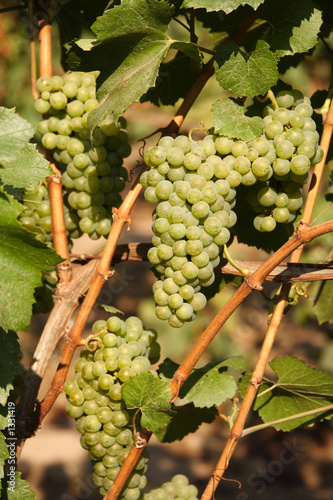 grapes on vine