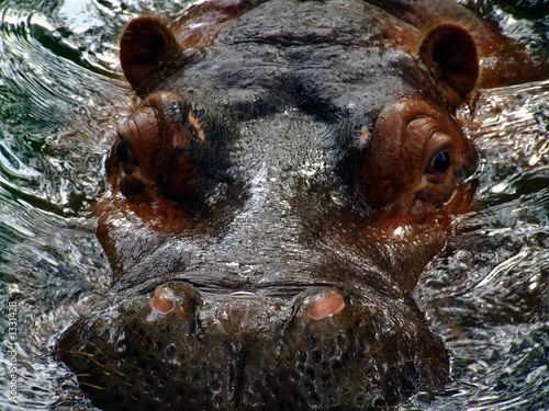 hippo series - emerging from the depths