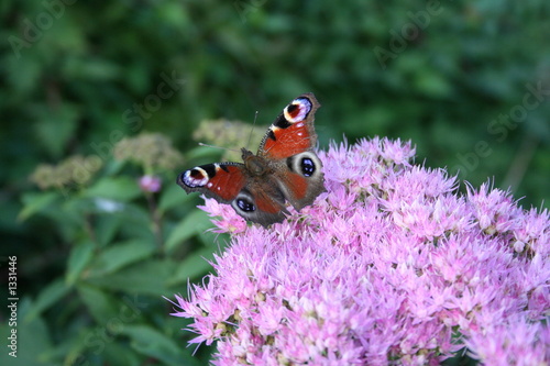 butterfly on the flox photo