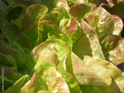 lettuce patch photo