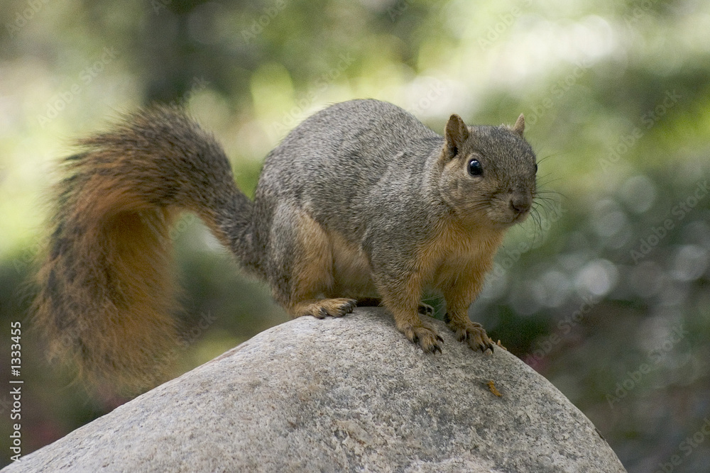 squirrel profile squirrel profile