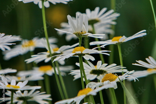 marguertites photo