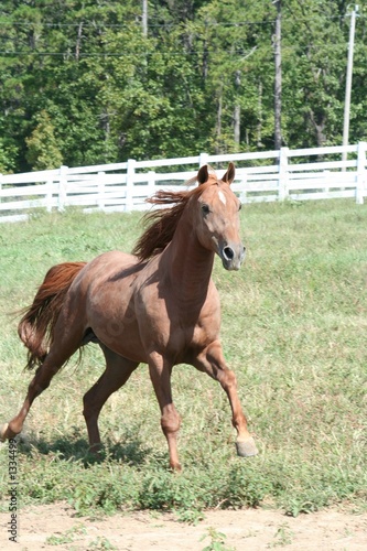 running stallion