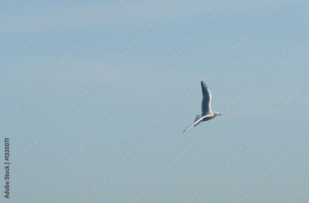 Obraz premium seagull flying